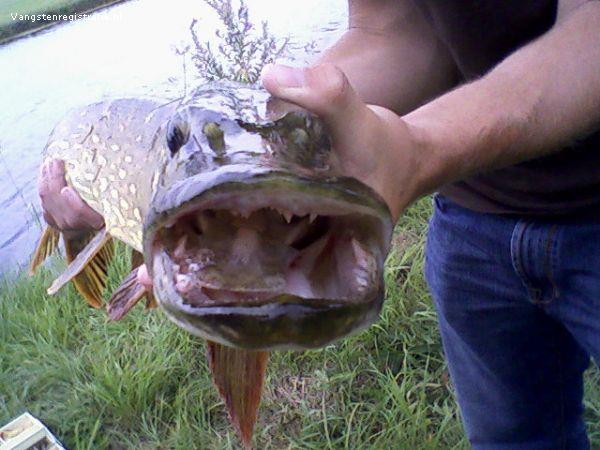Snoek van 80 cm