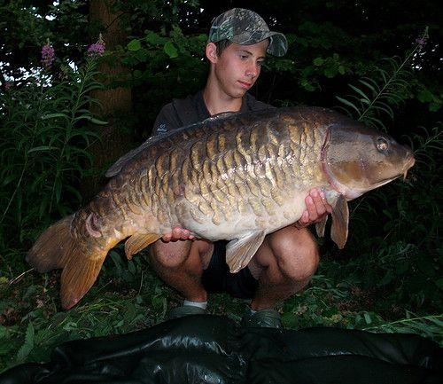 Spiegelkarper van 26 pond & 900 cm