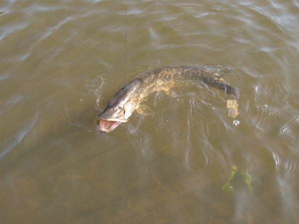 Snoek van 68 cm