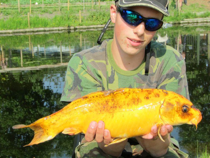 Koikarper van 4 pond & 50 cm