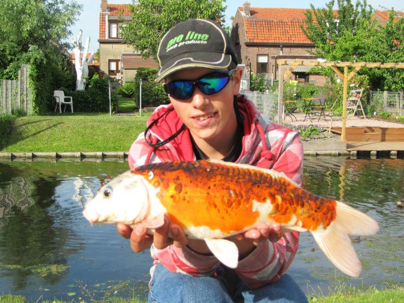 Koikarper van 4 pond & 52 cm