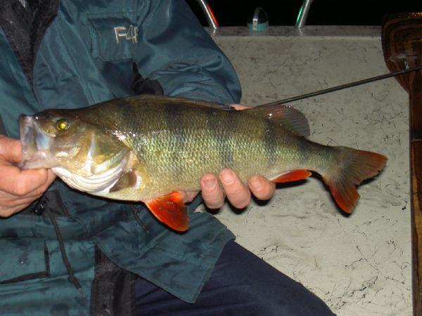 Baars van 45 cm