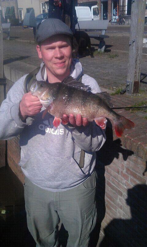 Baars van 46 cm