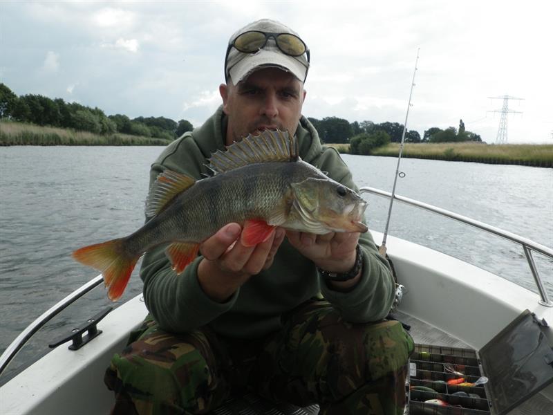 Baars van 35 cm
