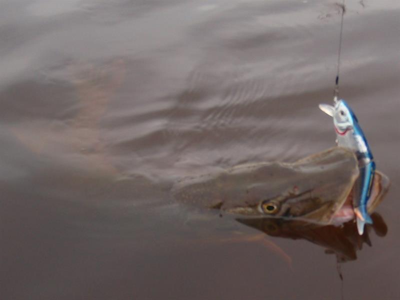 Snoek van 90 cm
