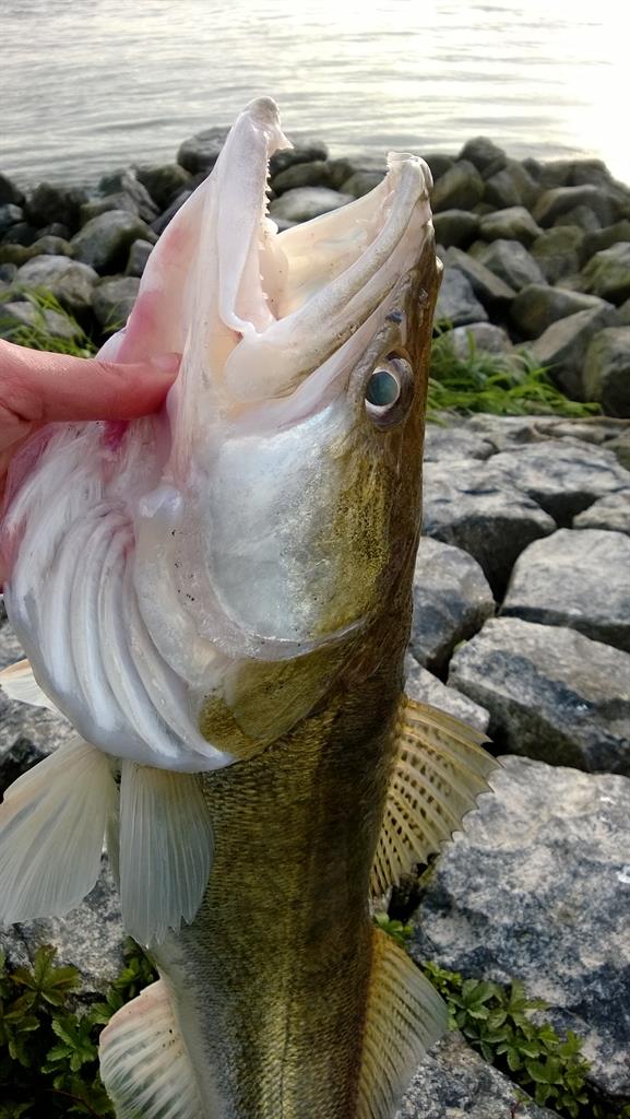 Snoekbaars van 90 cm