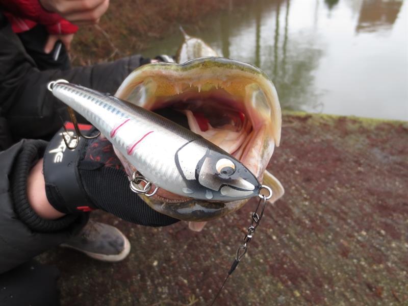 Snoek van 80 cm