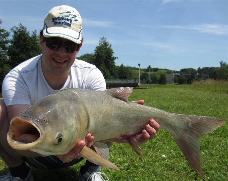 Zilverkarper van 67 cm