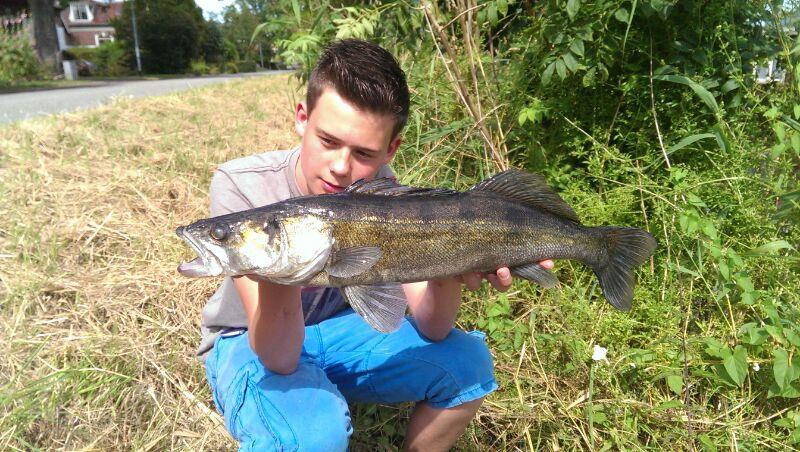 Snoekbaars van 70 cm