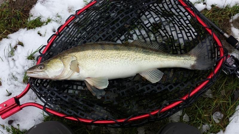 Snoekbaars van 61 cm
