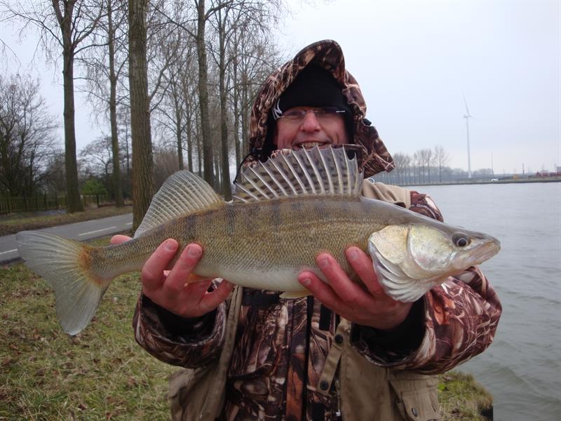 Snoekbaars van 54 cm