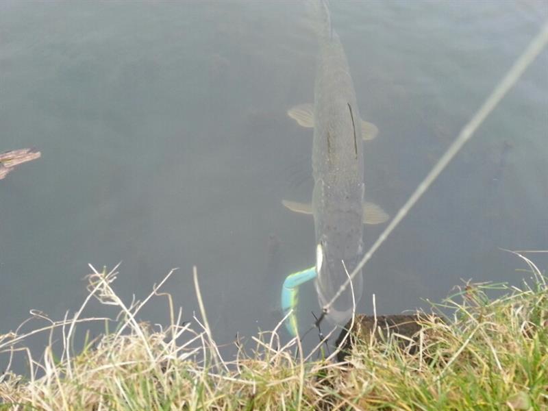 Snoek van 70 cm