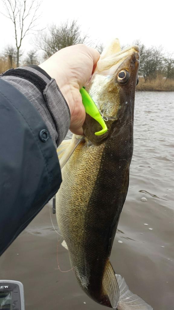 Snoekbaars van 66 cm