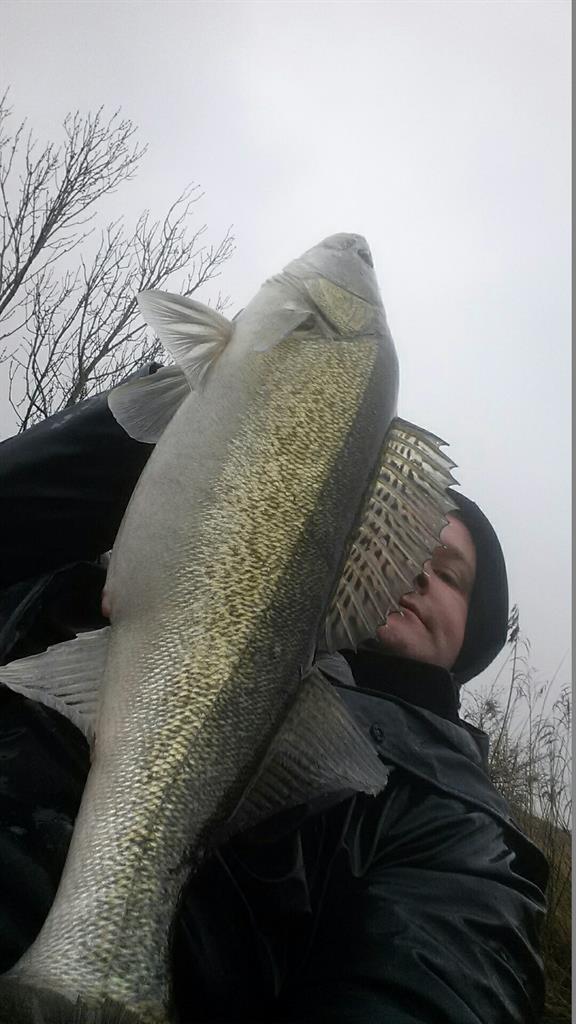 Snoekbaars van 75 cm