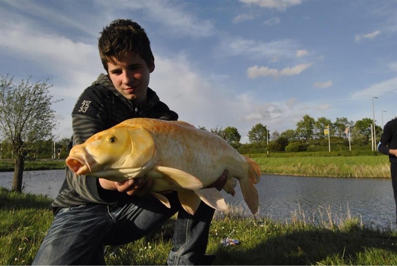 Koikarper van 5 pond & 70 cm