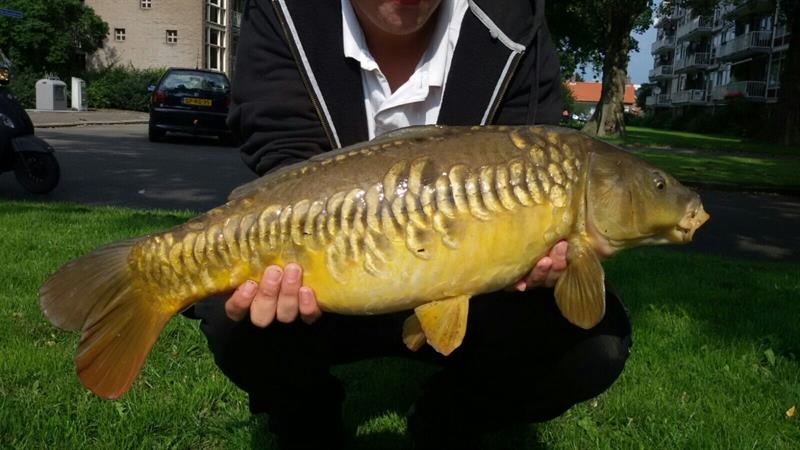 Spiegelkarper van 8 pond