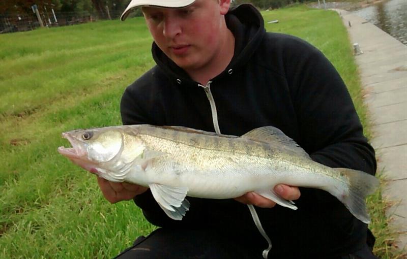 Snoekbaars van 54 cm
