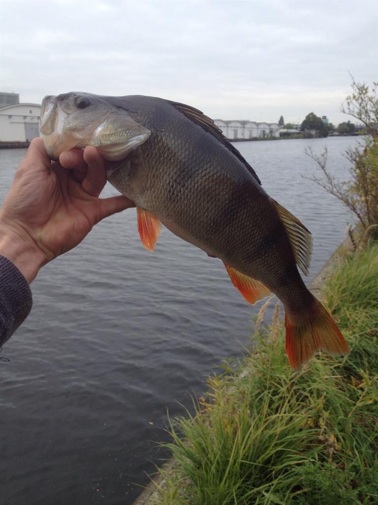 Baars van 41 cm