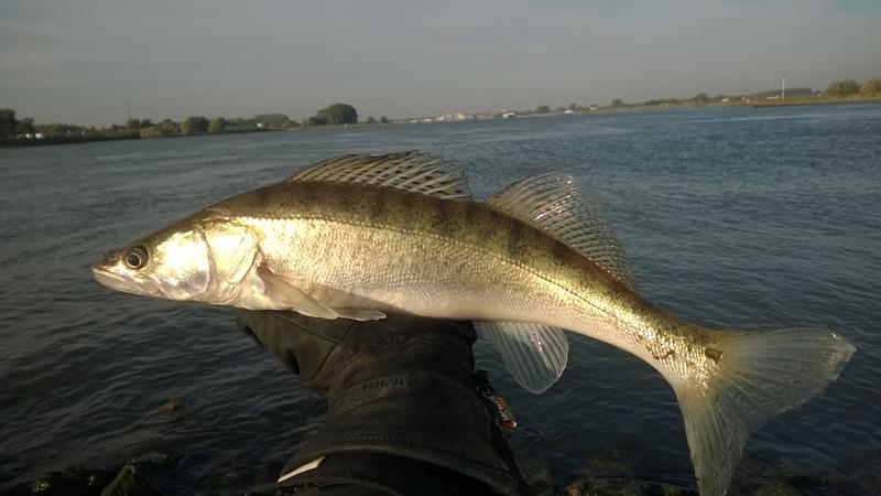 Snoekbaars van 51-55 cm