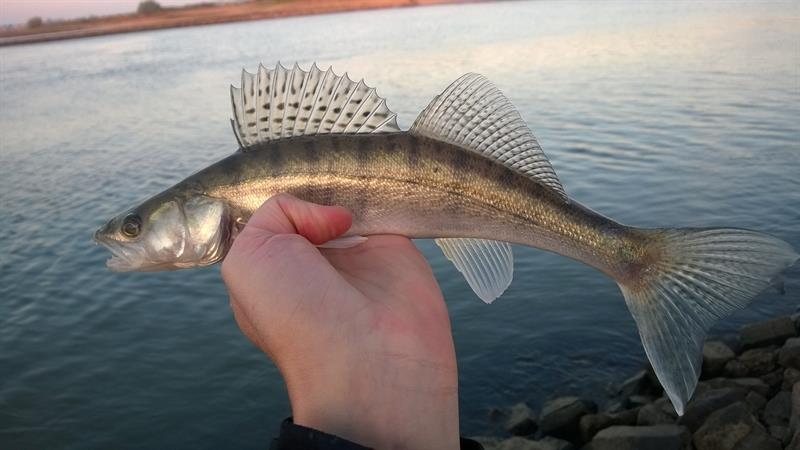 Snoekbaars van 31-35 cm