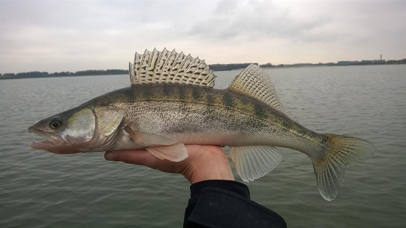 Snoekbaars van 51-55 cm