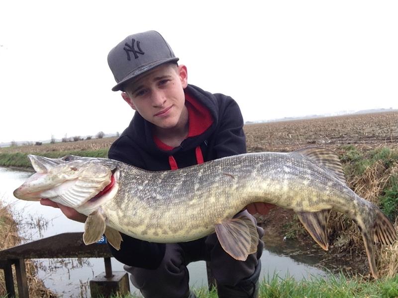 Snoek van 81-85 cm