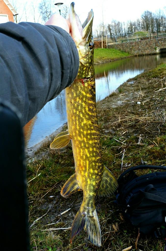 Snoek van 57 cm
