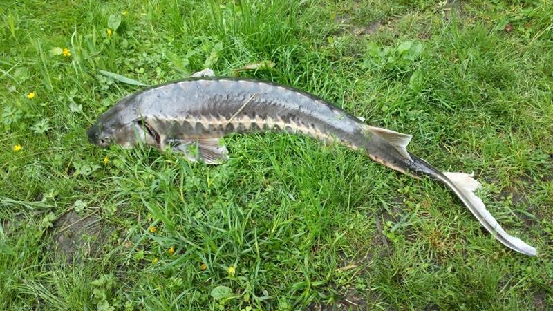 Steur van 24 pond & 106-110 cm