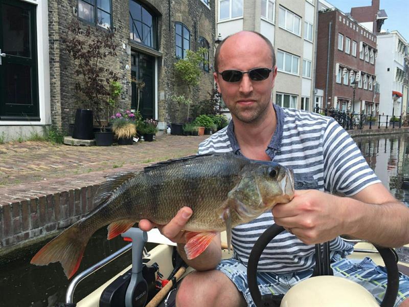 Baars van 44 cm