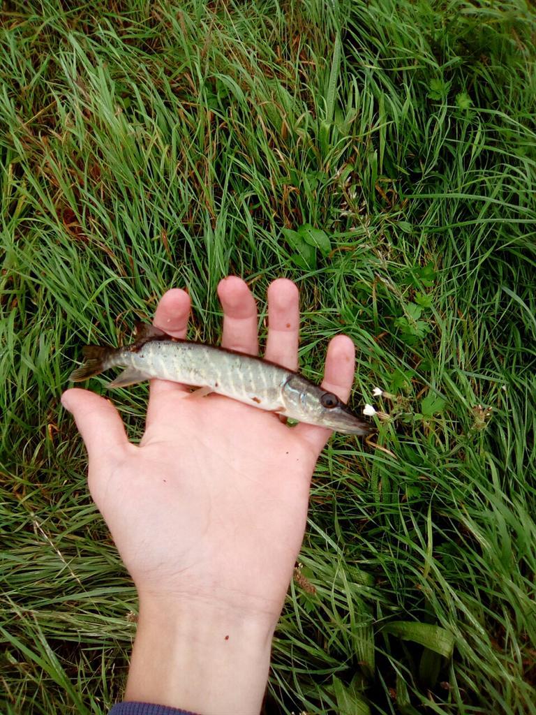 Snoek van 16 cm