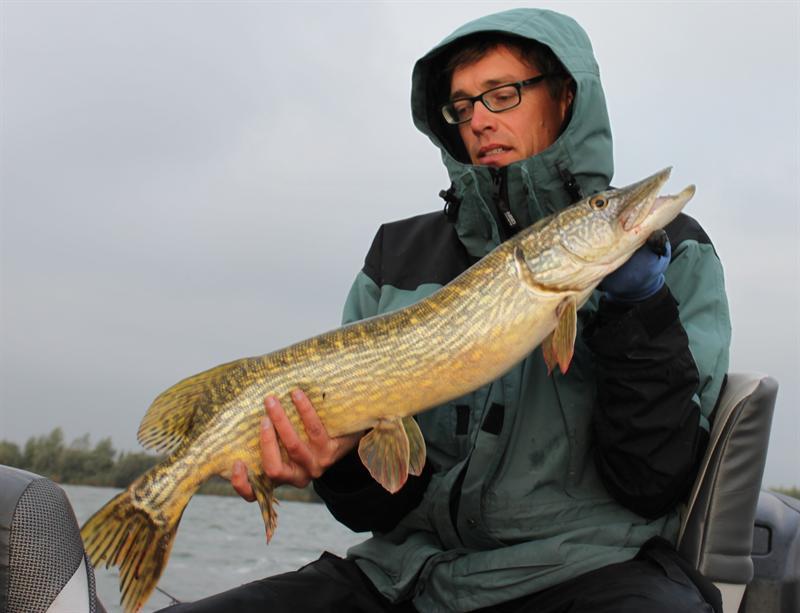 Snoek van 76-80 cm