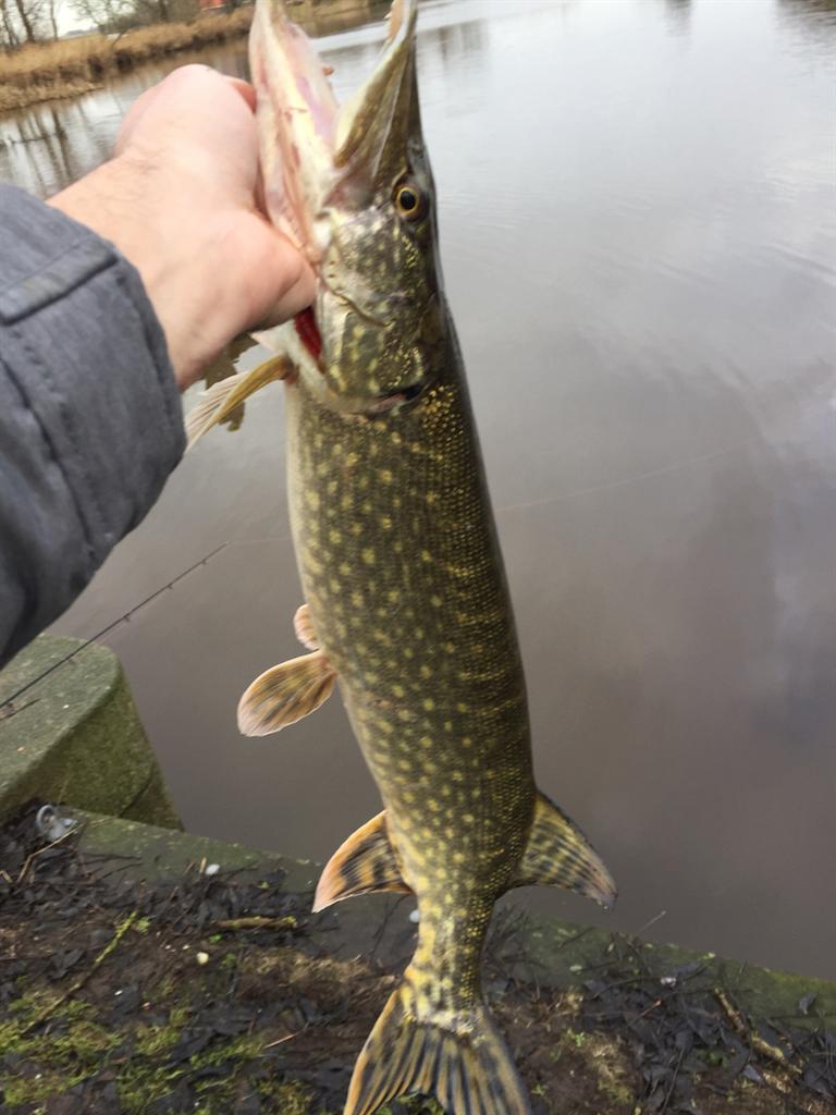 Snoek van 66-70 cm