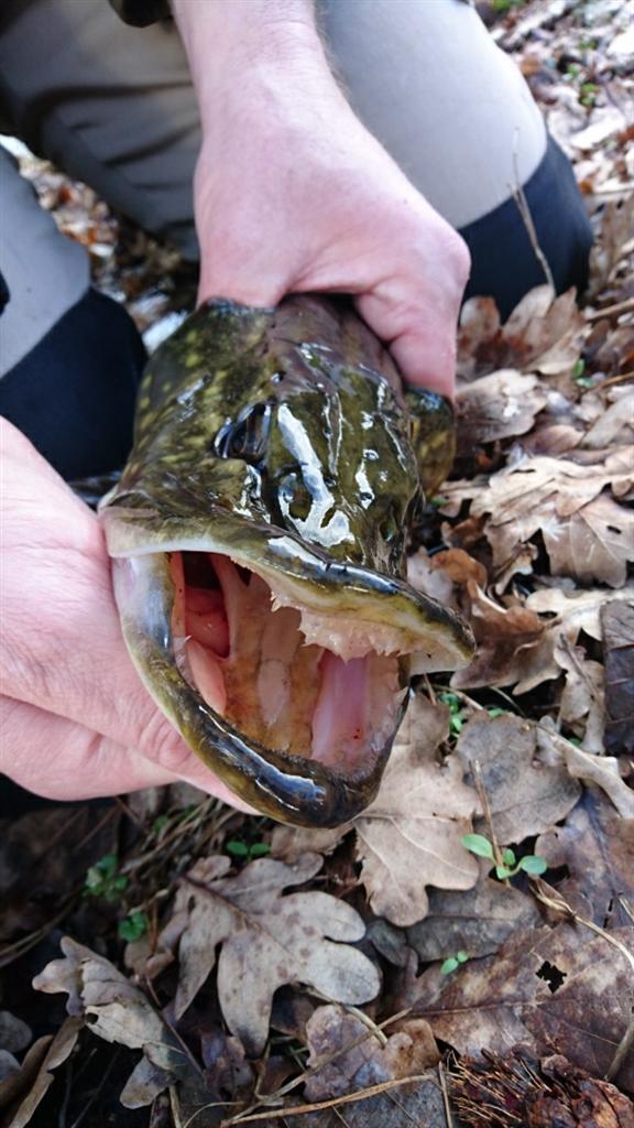 Snoek van 68 cm