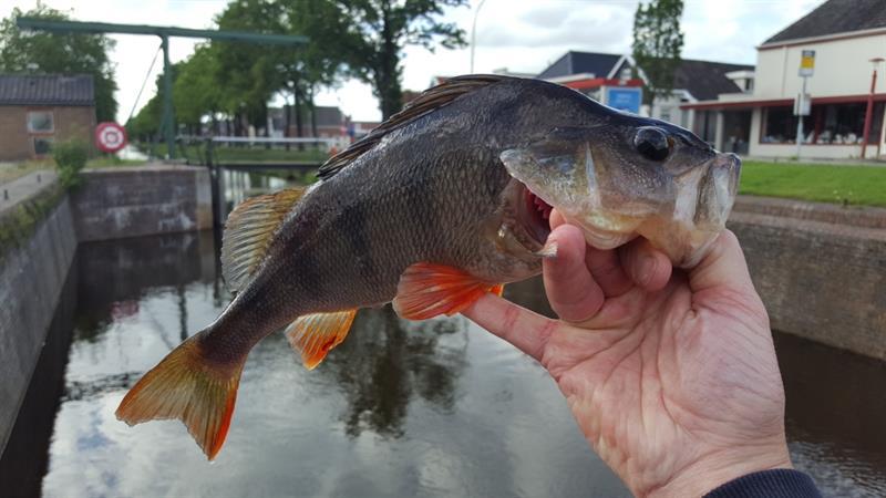 Baars van 32 cm
