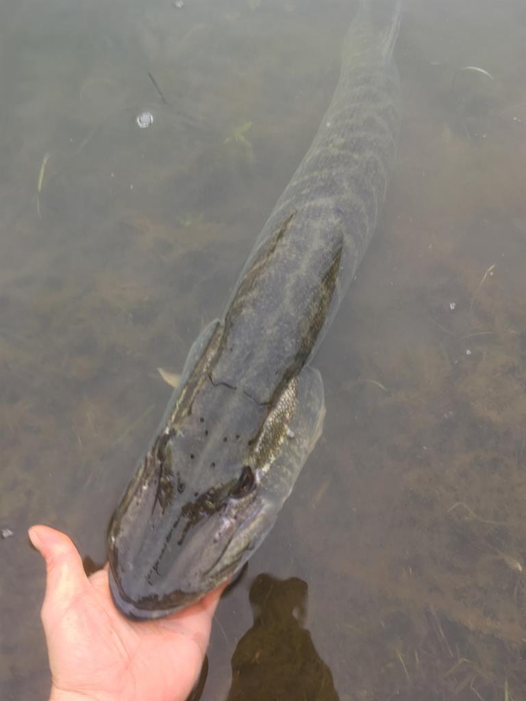 Snoek van 94 cm