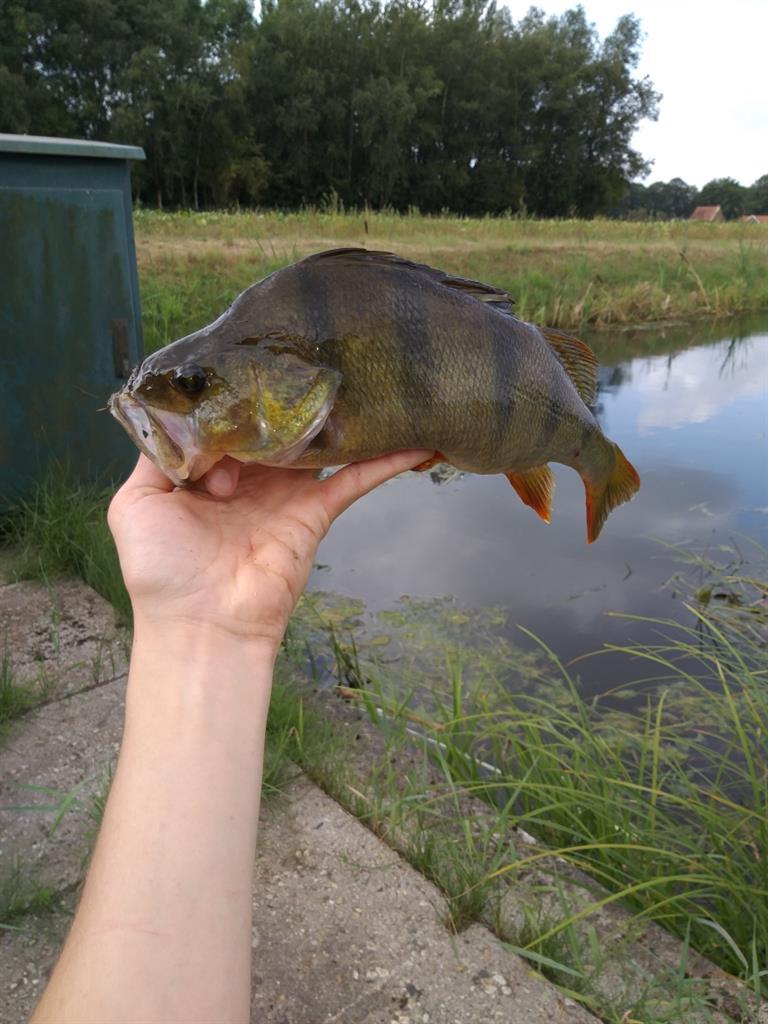 Baars van 38 cm