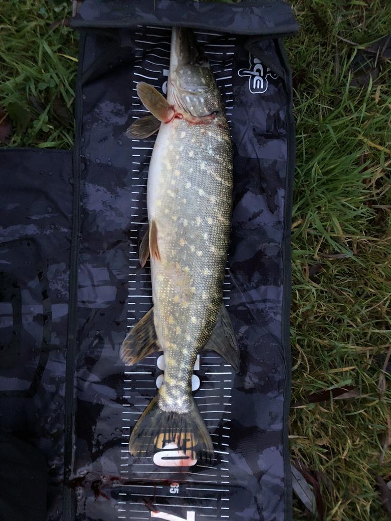 Snoek van 62 cm