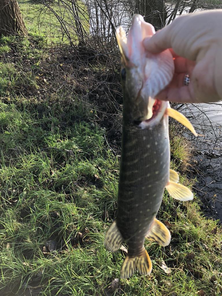 Snoek van 50 cm