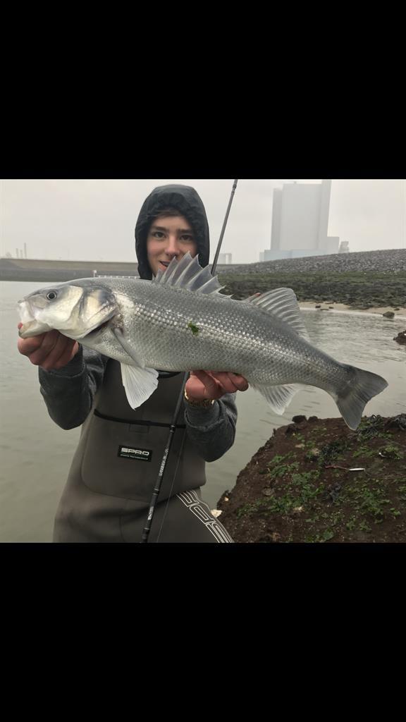 Zeebaars van 69 cm