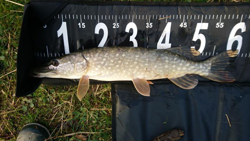 Snoek van 62 cm