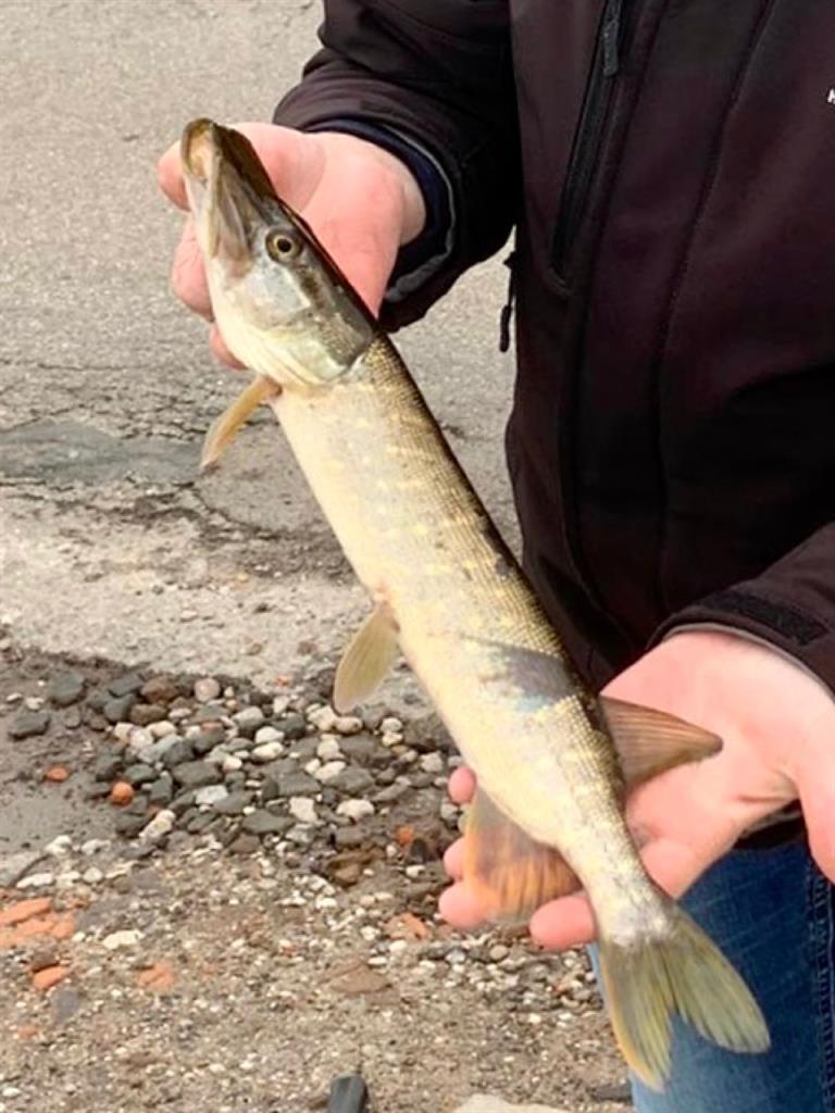 Snoek van 41 cm