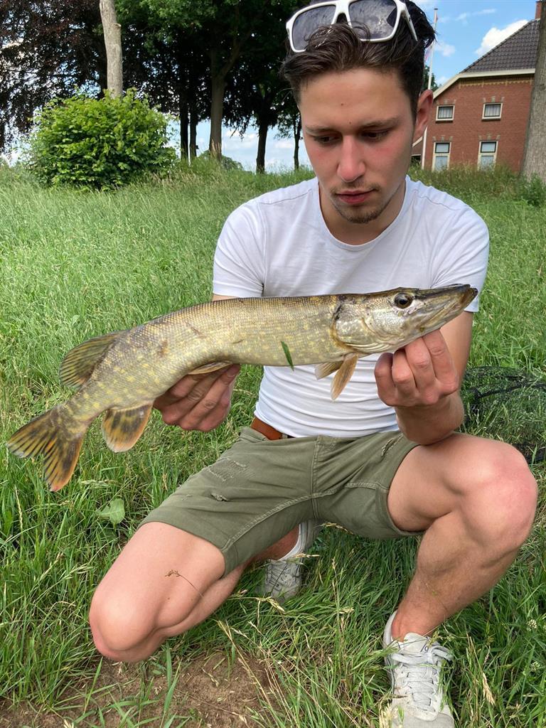 Snoek van 50 cm