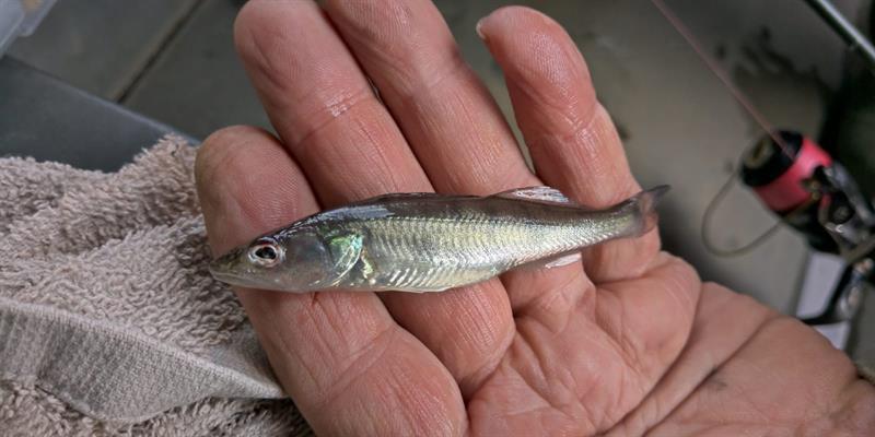 Snoekbaars van 9 cm