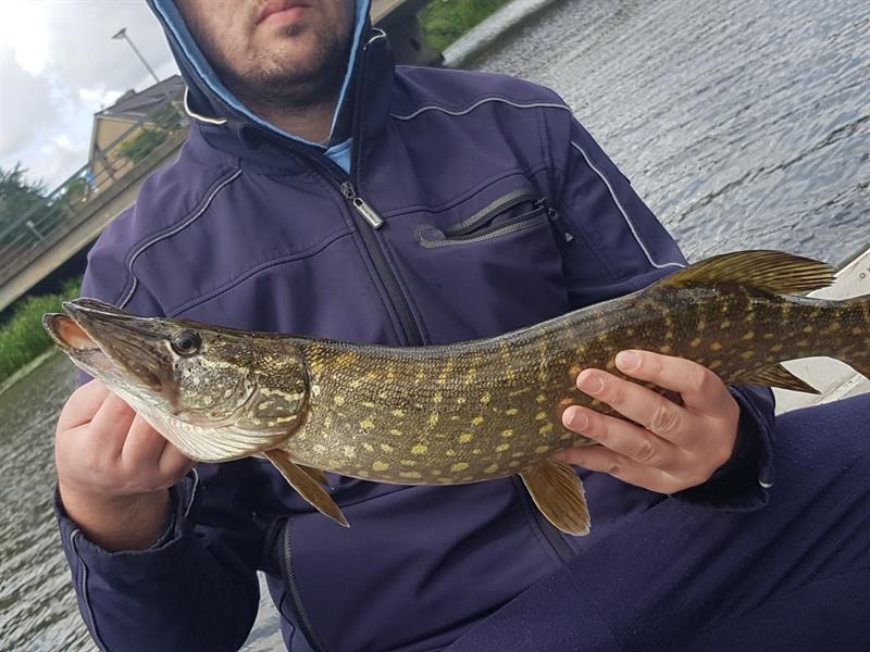 Snoek van 62 cm