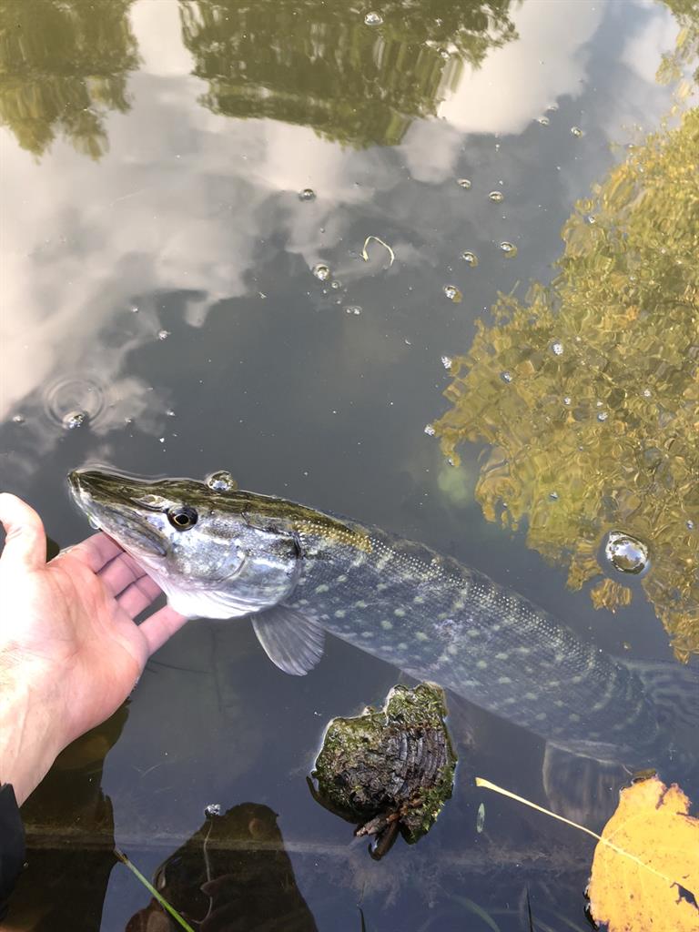 Snoek van 54 cm