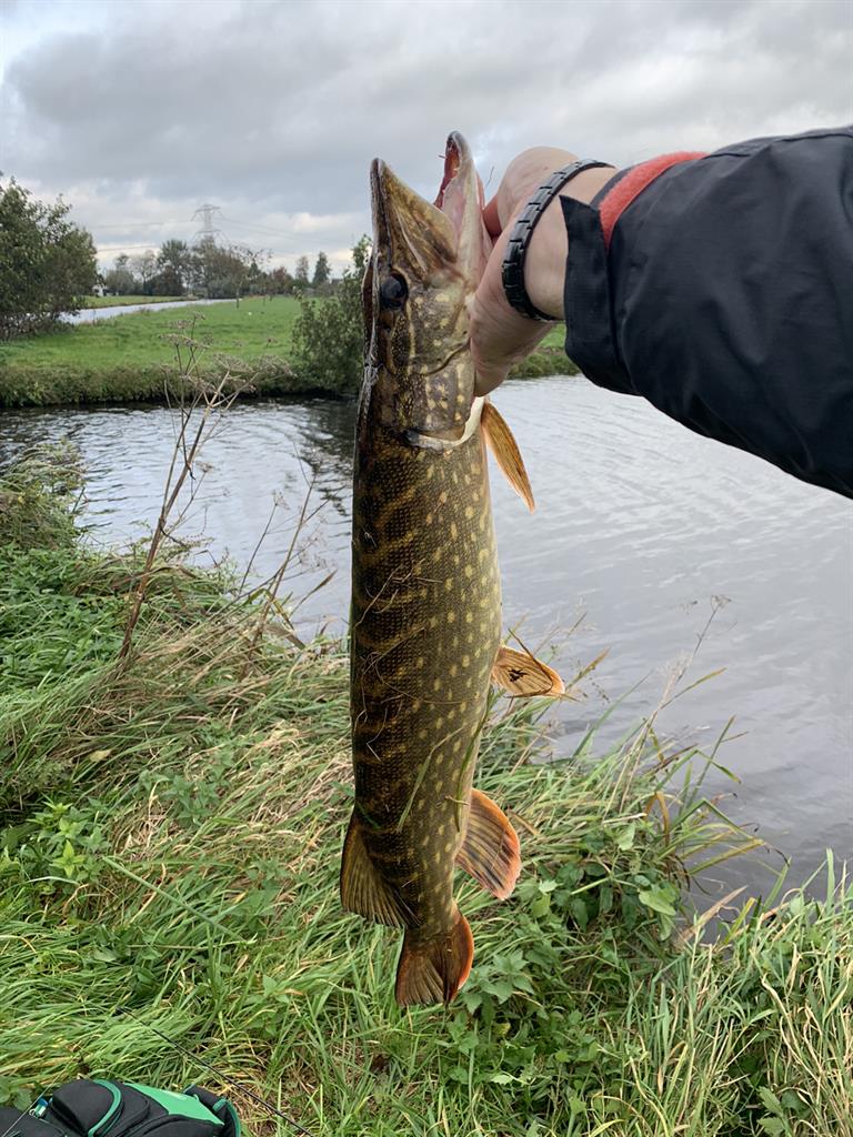 Snoek van 61-65 cm