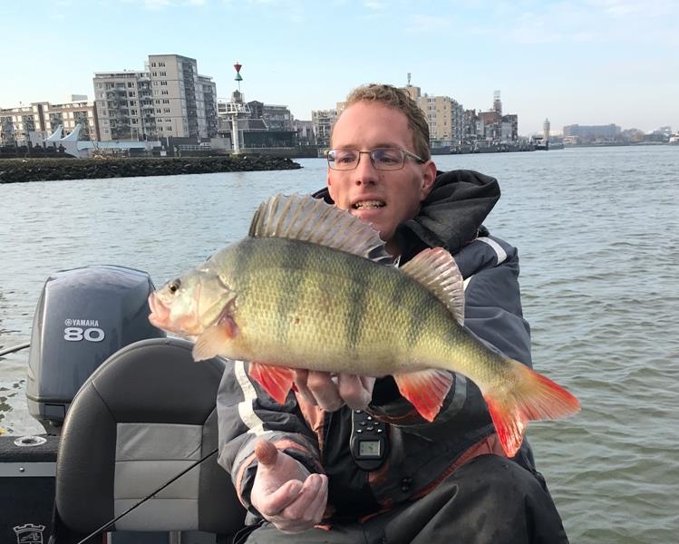 Baars van 46 cm