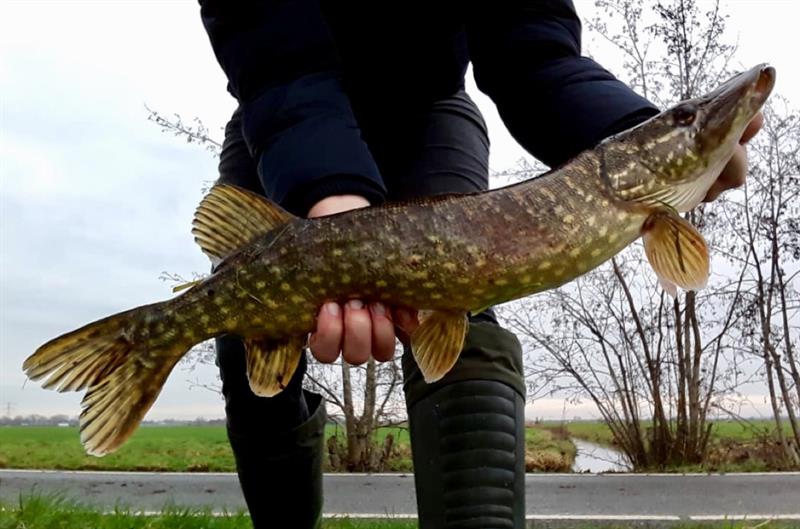 Snoek van 63 cm