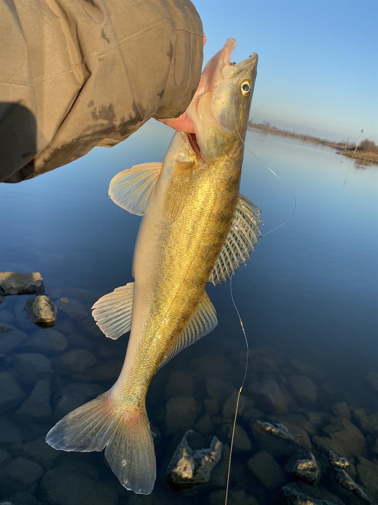 Snoekbaars van 51-55 cm