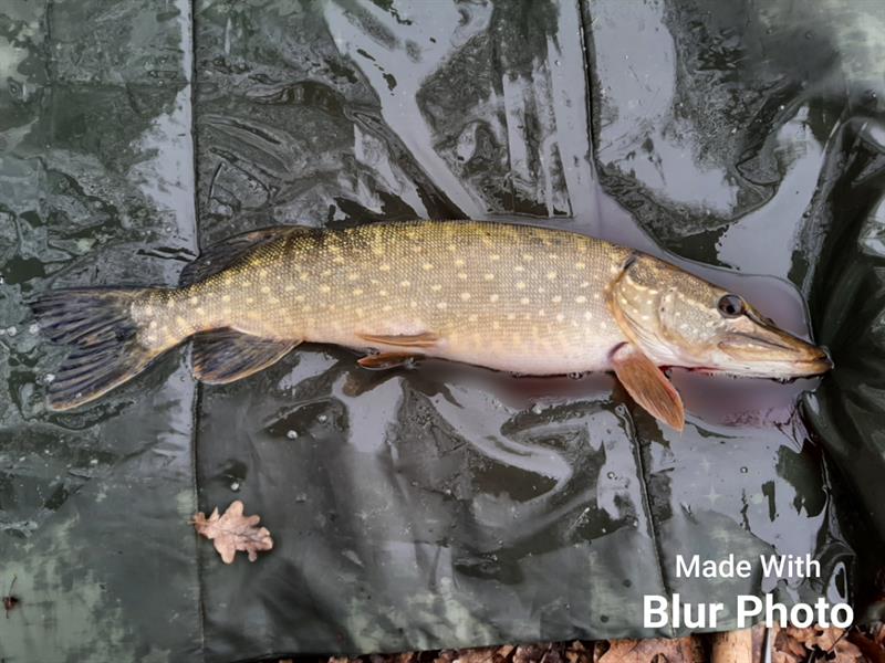 Snoek van 62 cm